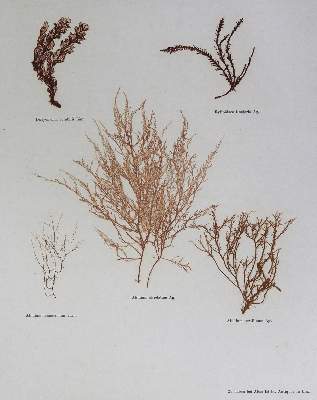 Bild Nr.2: 125-2996 Naturselbstdrucke.: (Varia, Botanik, Algen)