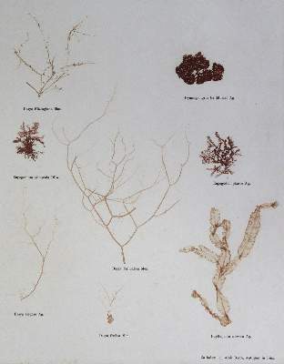 Bild Nr.3: 125-2996 Naturselbstdrucke.: (Varia, Botanik, Algen)