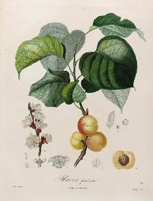 Bild Nr.1: 125-2999 Obst- und Nussdarstellungen.: (Varia, Botanik)