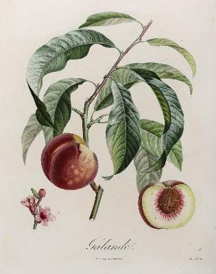 Bild Nr.3: 125-2999 Obst- und Nussdarstellungen.: (Varia, Botanik)