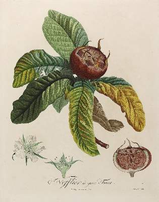 Bild Nr.5: 125-2999 Obst- und Nussdarstellungen.: (Varia, Botanik)
