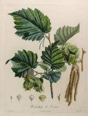 Bild Nr.7: 125-2999 Obst- und Nussdarstellungen.: (Varia, Botanik)
