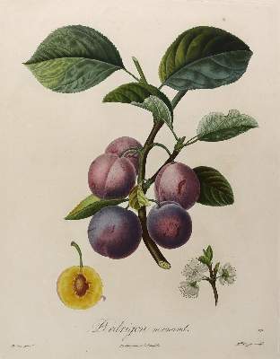 Bild Nr.8: 125-2999 Obst- und Nussdarstellungen.: (Varia, Botanik)