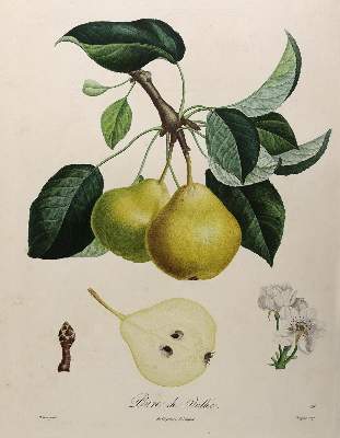 Bild Nr.9: 125-2999 Obst- und Nussdarstellungen.: (Varia, Botanik)