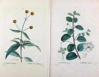 Bild Nr.2: 125-3001 Redoute,P.J.: (Varia, Botanik)