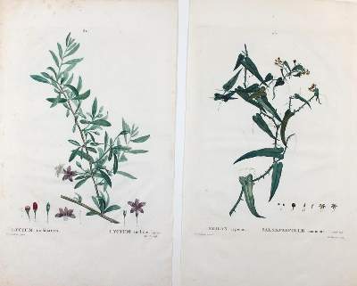 Bild Nr.3: 125-3001 Redoute,P.J.: (Varia, Botanik)