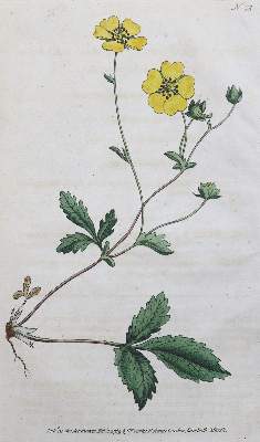 Bild Nr.1: 125-3002 Sammlung: (Varia, Botanik)