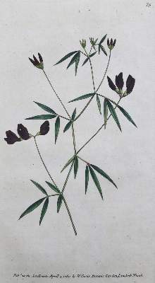 Bild Nr.3: 125-3002 Sammlung: (Varia, Botanik)