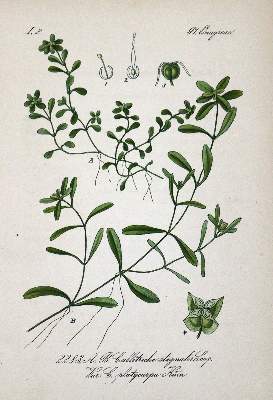 Bild Nr.1: 125-3003 Sammlung: (Varia, Botanik)