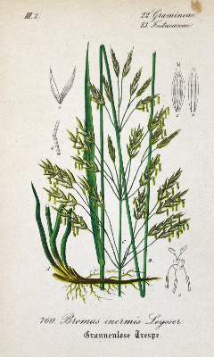 Bild Nr.2: 125-3003 Sammlung: (Varia, Botanik)