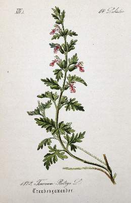 Bild Nr.3: 125-3003 Sammlung: (Varia, Botanik)