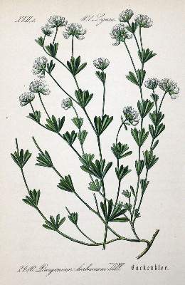 Bild Nr.4: 125-3003 Sammlung: (Varia, Botanik)