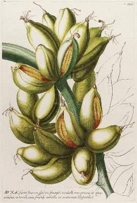 Bild Nr.1: 125-3006 Bananenstaude.: (Varia, Botanik, Trew)