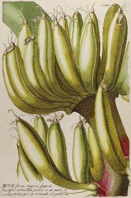 Bild Nr.1: 125-3007 Bananenstaude.: (Varia, Botanik, Trew)