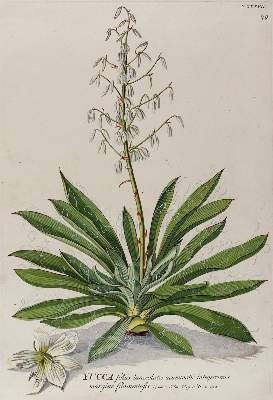 Bild Nr.1: 125-3009 Yucca-Palme.: (Varia, Botanik, Trew)