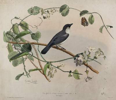 Bild Nr.6: 125-3070 Konvolut: (Varia)