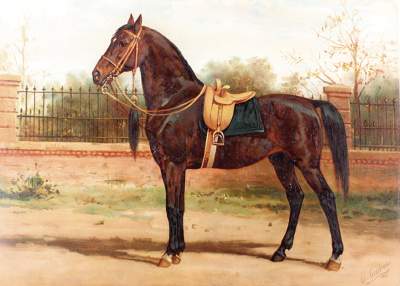 Bild Nr.1: 125-3101 Pferde.: (Varia, Pferde)