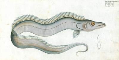 Bild Nr.1: 125-3143 Bloch, Marcus Elieser: (Varia, Zoologie, Fische)