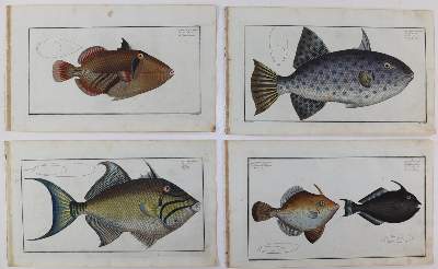 Bild Nr.21: 125-3143 Bloch, Marcus Elieser: (Varia, Zoologie, Fische)