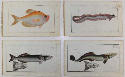 Bild Nr.211: 125-3143 Bloch, Marcus Elieser: (Varia, Zoologie, Fische)