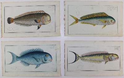 Bild Nr.213: 125-3143 Bloch, Marcus Elieser: (Varia, Zoologie, Fische)