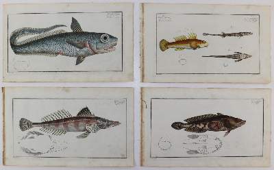 Bild Nr.215: 125-3143 Bloch, Marcus Elieser: (Varia, Zoologie, Fische)