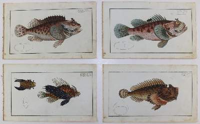 Bild Nr.217: 125-3143 Bloch, Marcus Elieser: (Varia, Zoologie, Fische)