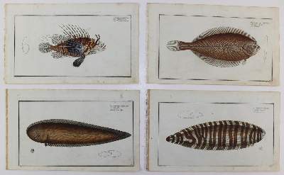 Bild Nr.219: 125-3143 Bloch, Marcus Elieser: (Varia, Zoologie, Fische)
