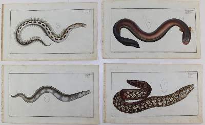 Bild Nr.23: 125-3143 Bloch, Marcus Elieser: (Varia, Zoologie, Fische)
