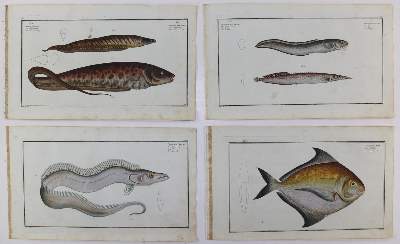 Bild Nr.25: 125-3143 Bloch, Marcus Elieser: (Varia, Zoologie, Fische)