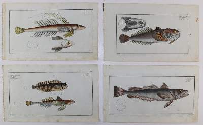 Bild Nr.27: 125-3143 Bloch, Marcus Elieser: (Varia, Zoologie, Fische)
