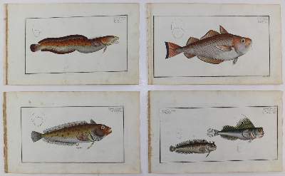 Bild Nr.29: 125-3143 Bloch, Marcus Elieser: (Varia, Zoologie, Fische)