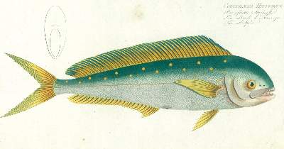Bild Nr.3: 125-3143 Bloch, Marcus Elieser: (Varia, Zoologie, Fische)