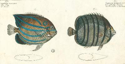 Bild Nr.3: 125-3145 Bloch, Marcus Elieser: (Varia, Zoologie, Fische)