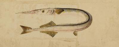 Bild Nr.1: 125-3146 Hornhecht,: (Varia, Zoologie, Fische)
