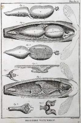 Bild Nr.1: 125-3147 Sammlung: (Varia, Zoologie)