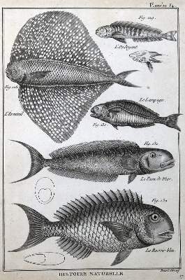 Bild Nr.2: 125-3147 Sammlung: (Varia, Zoologie)