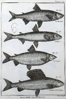 Bild Nr.3: 125-3147 Sammlung: (Varia, Zoologie)