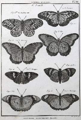 Bild Nr.4: 125-3147 Sammlung: (Varia, Zoologie)