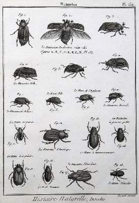 Bild Nr.5: 125-3147 Sammlung: (Varia, Zoologie)