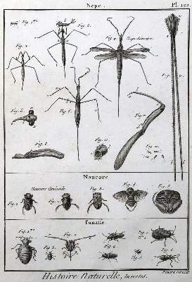 Bild Nr.6: 125-3147 Sammlung: (Varia, Zoologie)