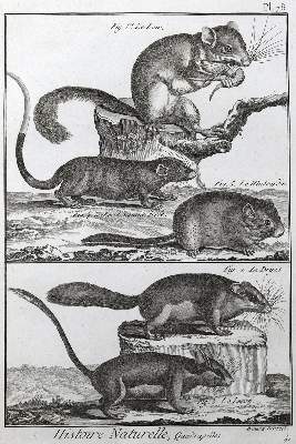 Bild Nr.7: 125-3147 Sammlung: (Varia, Zoologie)