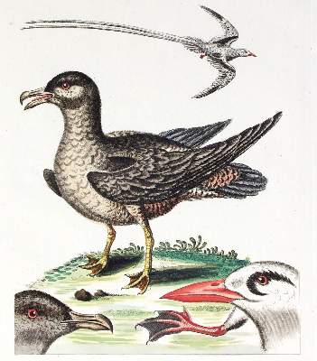 Bild Nr.2: 125-3149 Avis Arctica foemina: (Varia, Zoologie, Vögel)