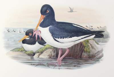 Bild Nr.1: 125-3151 Haematopus Ostralegus.: (Varia, Zoologie, Vögel)