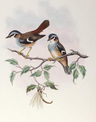 Bild Nr.1: 125-3153 Heteromyias Cinereifrons.: (Varia, Zoologie, Vögel)