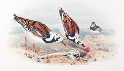 Bild Nr.1: 125-3156 Strepsilas Interpres.: (Varia, Zoologie, Vögel)