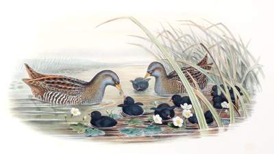 Bild Nr.1: 125-3157 Sumpfhuhn.: (Varia, Zoologie, Vögel)