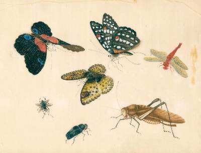 Bild Nr.2: 125-3727 Schmetterlinge und Insekten.: (Künstlergraphik, China)