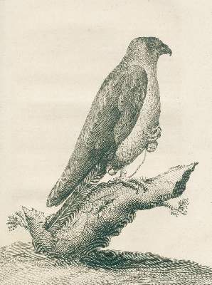 Bild Nr.3: 125-628 Goury de Champgrand,C.J.: (Jagd)