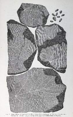 Bild Nr.2: 125-792 Thudichum,J.L.W. u. A.Dupre.: (Land- und Forstwirtschaft, Getränke, Wein und Weinbau)